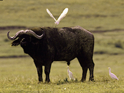 Cape Buffalo