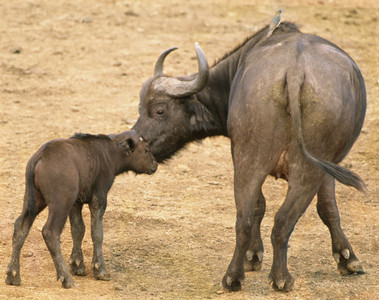 Cape Buffalo Calf