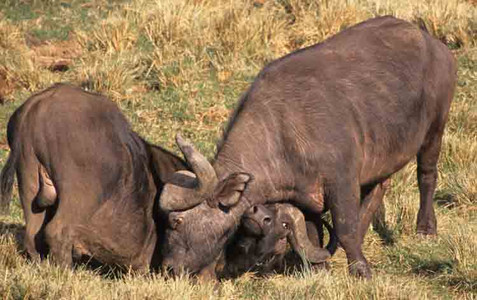 Cape Buffalo