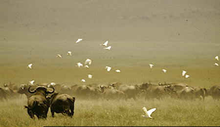 Cape Buffalo
