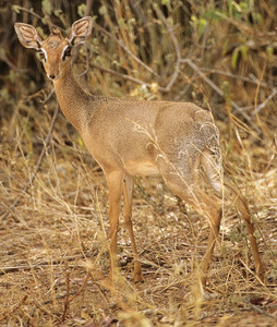 Damara Dik Dik