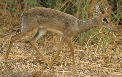 Damara Dik Dik