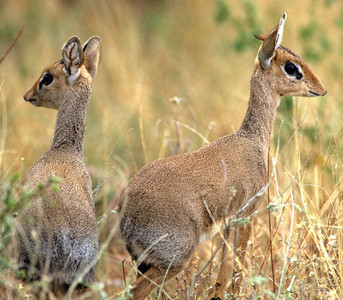 Damara Dik Dik