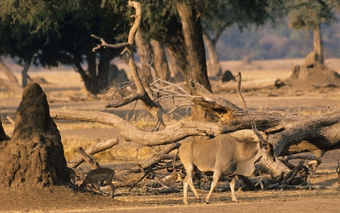 Eland