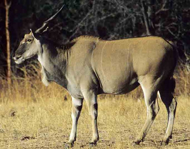 Eland