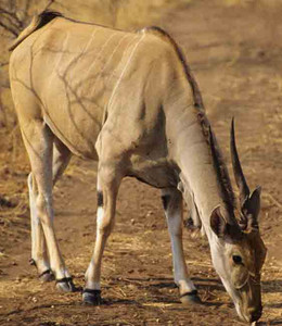 Eland