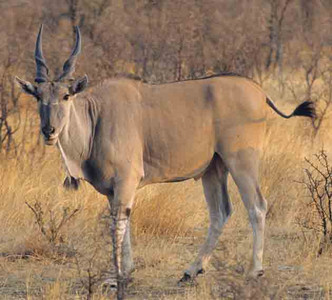 Eland