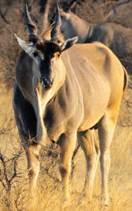 Eland