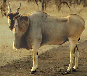 Eland