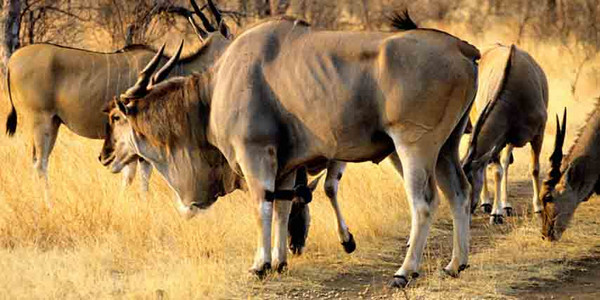 Eland