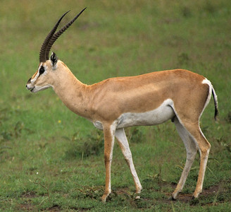 Grant's Gazelle