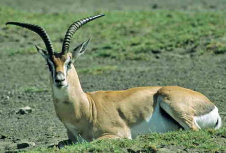 Robert's (Grant's) Gazelle
