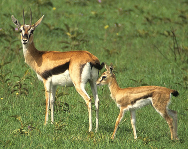 Thompson's Gazelle