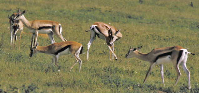 Thompson's Gazelle