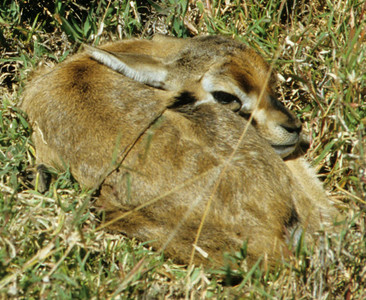 Thompson's Gazelle