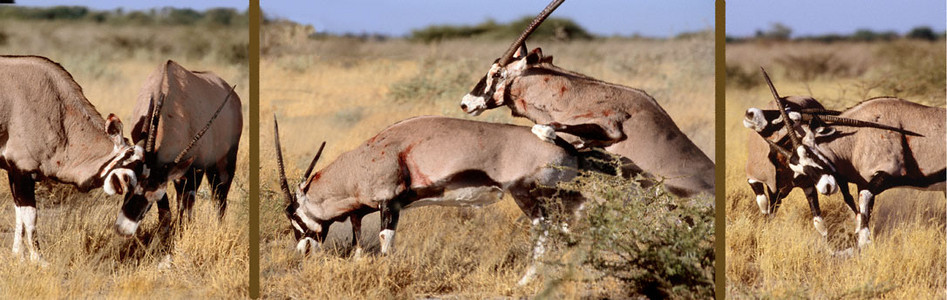 Gemsbok Fight 1