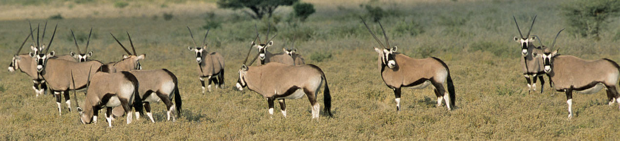 Gemsbok Herd