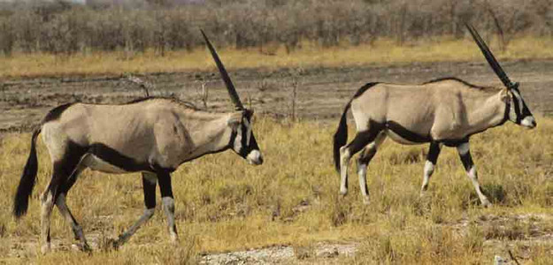 Oryx gazella