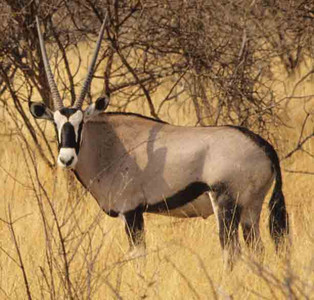 Oryx beisa