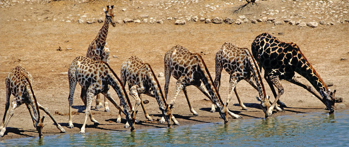 Southern Giraffe