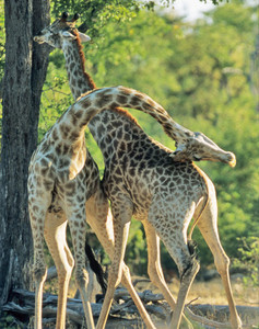 Southern Giraffe