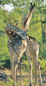 Southern Giraffe