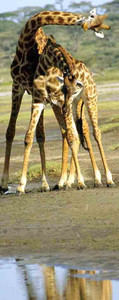 Masai Giraffe