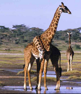 Masai Giraffe