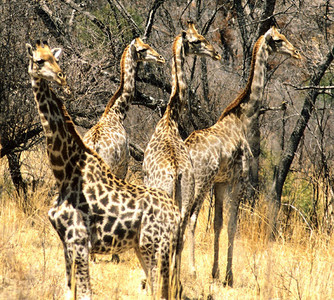 Southern Giraffe