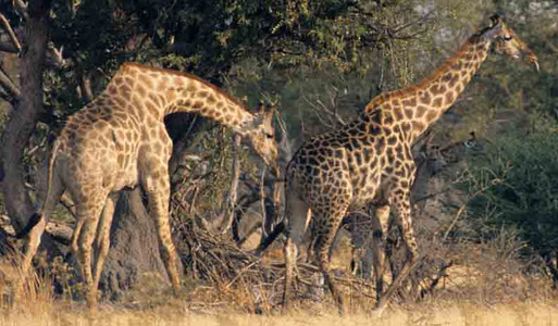 Southern Giraffe