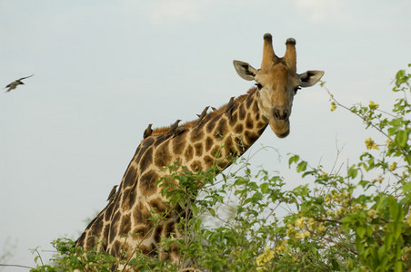 Southern Giraffe