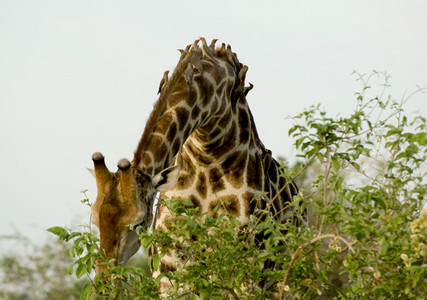 Southern Giraffe