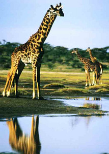 Masai Giraffe