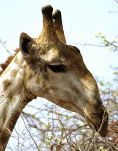 Masai Giraffe