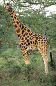 Rothchild's Giraffe