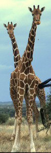 Reticulated Giraffe