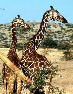 Reticulated Giraffe