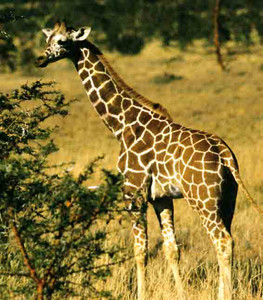 Reticulated Giraffe