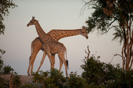 Two Southern Giraffes