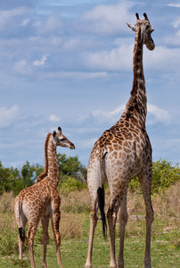 Southern Giraffe