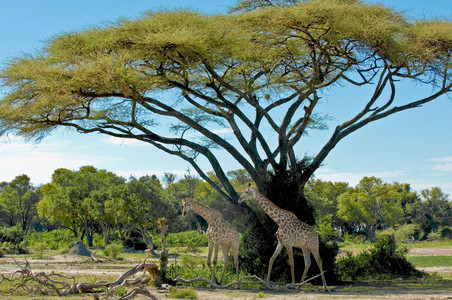 Southern Giraffe under Acacia Tree