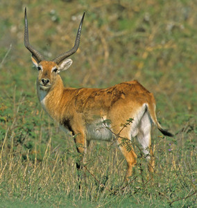 Lechwe