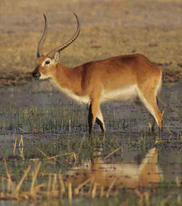 Lechwe