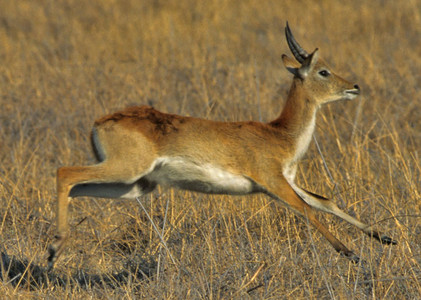 Lechwe