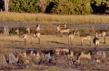 Lechwe