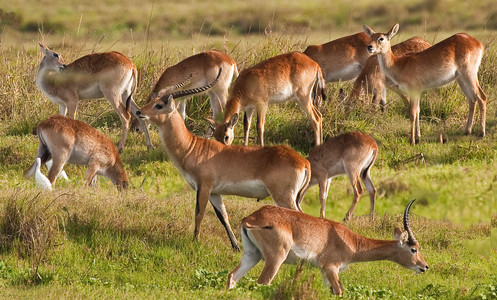 Red Lechwe