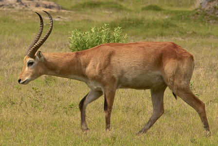 Red Lechwe