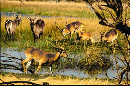 Lechwe and Waterbuck