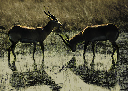 Lechwe