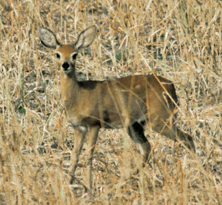 Steenbok